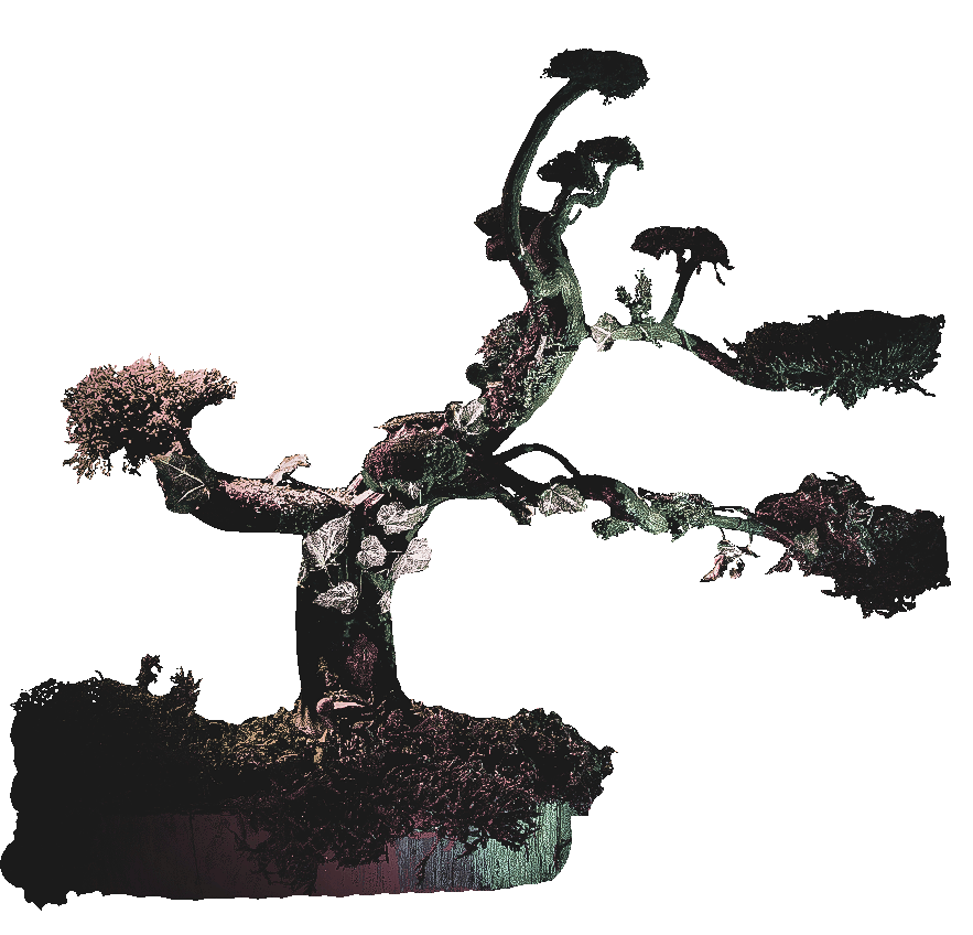 Baum