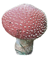 Fliegenlpilz