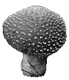 Pilz aus Moderliermasse