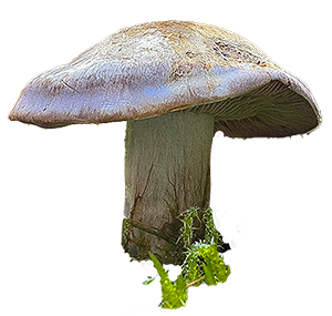 pilz