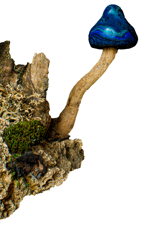 ringelpilz