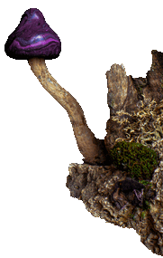 Pilz