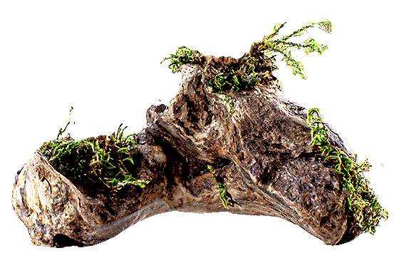 Holz