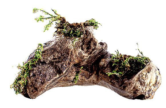 Holz