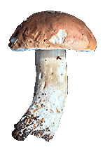 Steinpilz